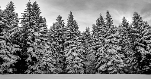forest  snow  trees