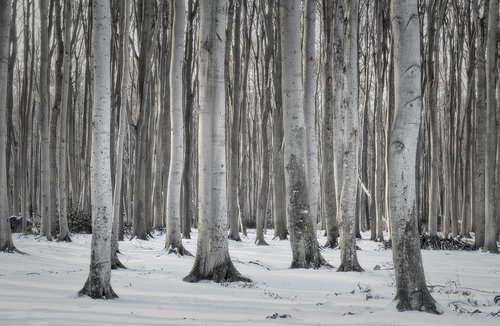 forest  winter  nature