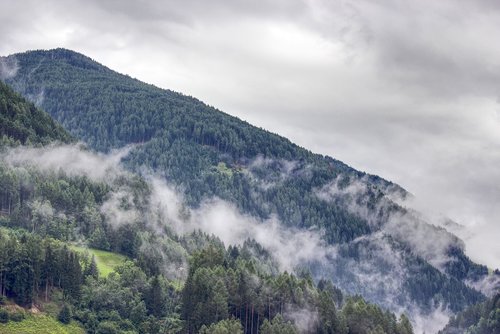 forest  fog  mountain