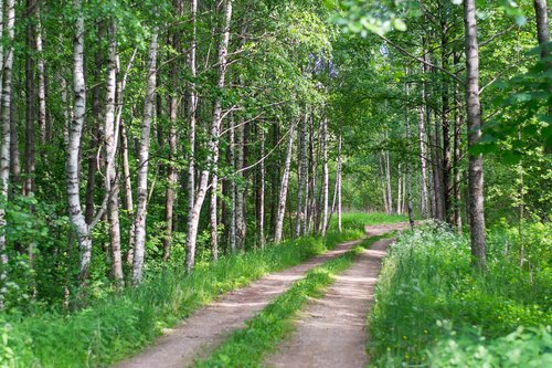 forest  nature  ne