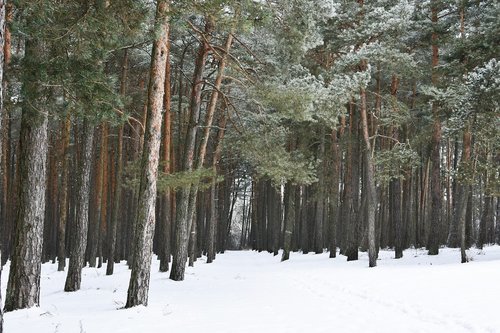 forest  winter  pine forest