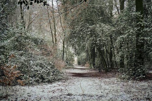 forest  trees  nature