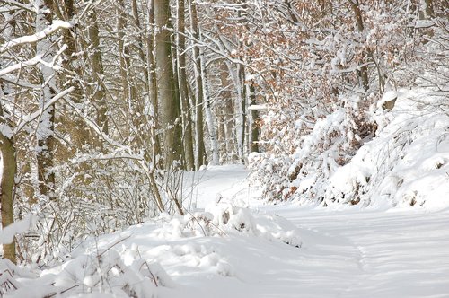 forest  forest path  snow