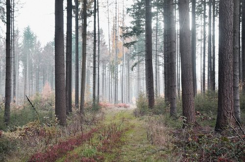 forest  nature  landscape