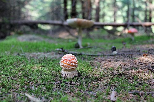 forest  mushroom  amanita