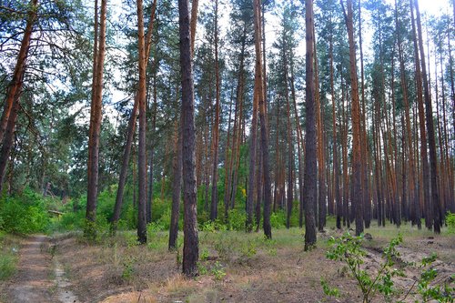 forest  pine  nature