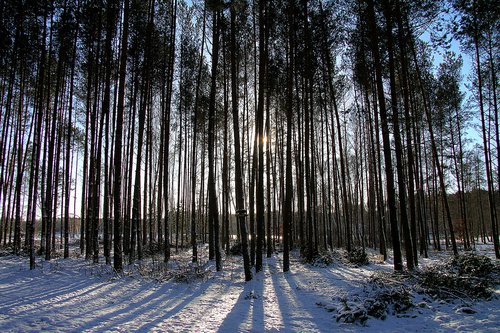 forest  winter  landscape