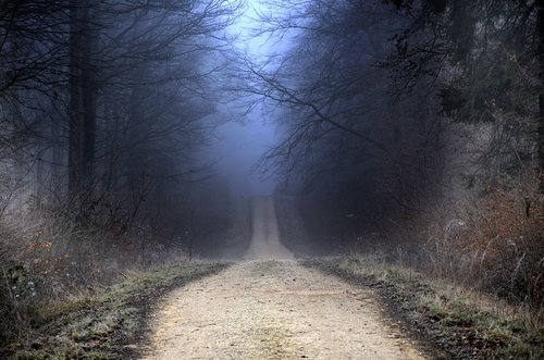 forest  winter  path