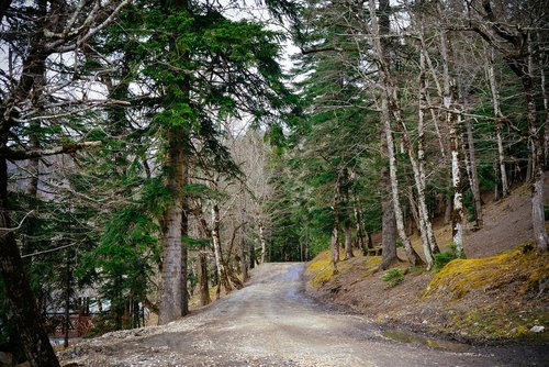 forest  road  mountains