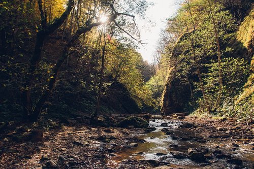 forest  autumn  creek
