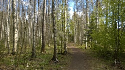 forest spring birch grove