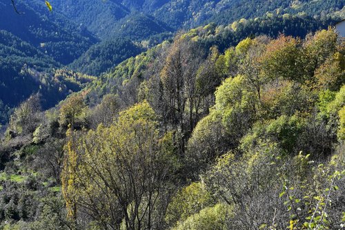 forest  landscape  trees