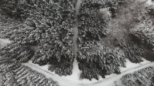 forest  drone  landscape