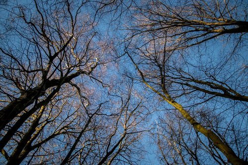 forest  sky  sun