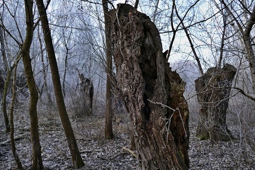 forest  nature  winter