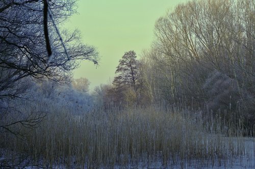 forest  nature  winter