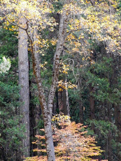 forest nature scenic