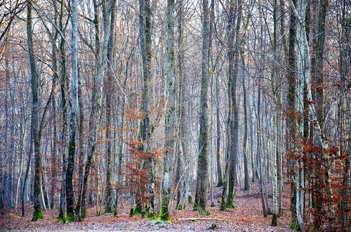 forest  winter  nature