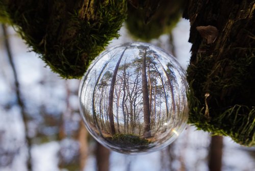 forest  ball  spherical photography