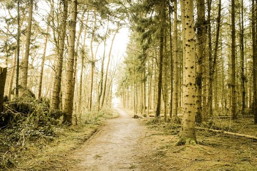 forest  monochrome  nature