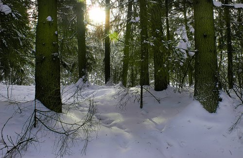 forest  snow  winter