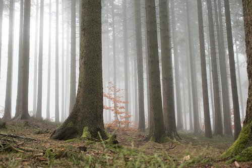 forest  fog  nature