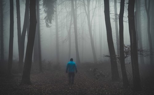 forest  fog  nature