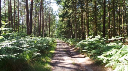 forest forest path darß