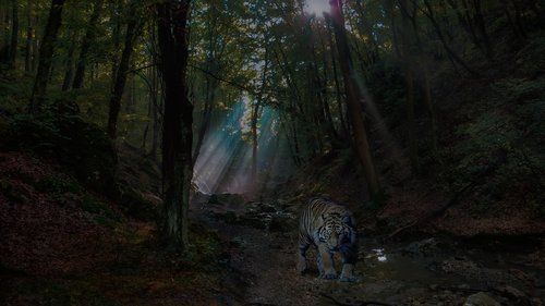 forest  tiger  nature