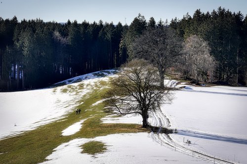 forest  tree  meadow