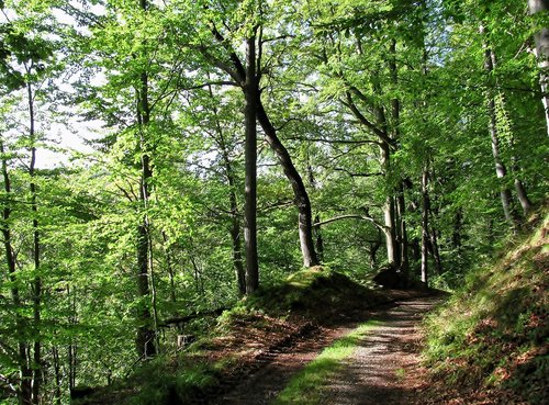 forest  autumn  trees