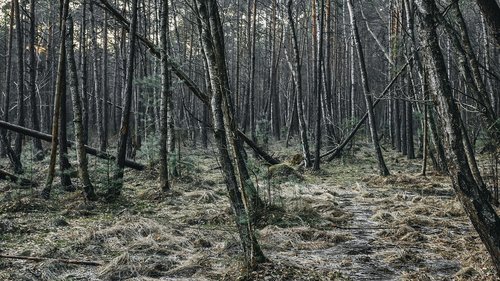 forest  jungle  wood