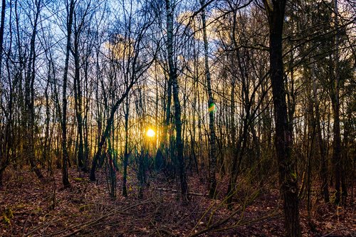 forest  evening sun  nature