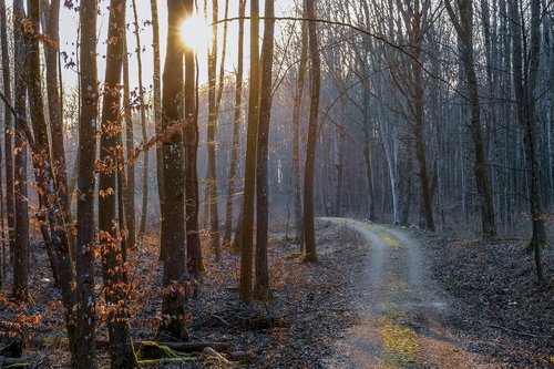 forest  woods  landscape