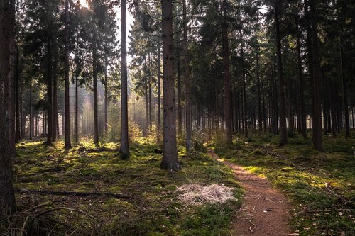 forest  dutch  landscape