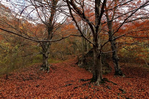 forest  autumn  trees