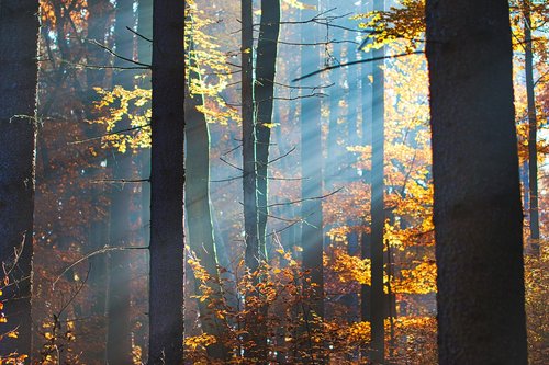 forest  autumn  morning sun