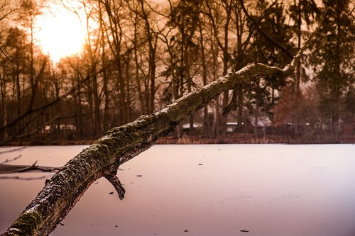 forest  sunset  sun