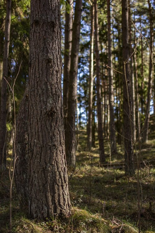 forest  tree  nature