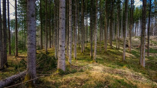 forest  tree  nature