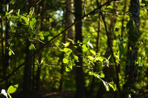 forest  green  summer