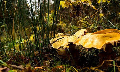 forest  grass  mushrooms