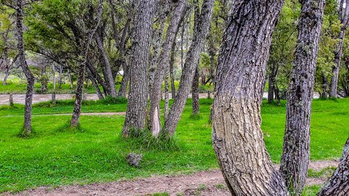 forest  tree  trees