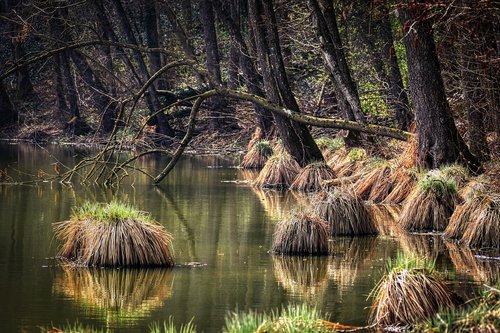 forest  lake  pond