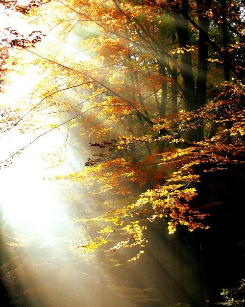 forest light autumn