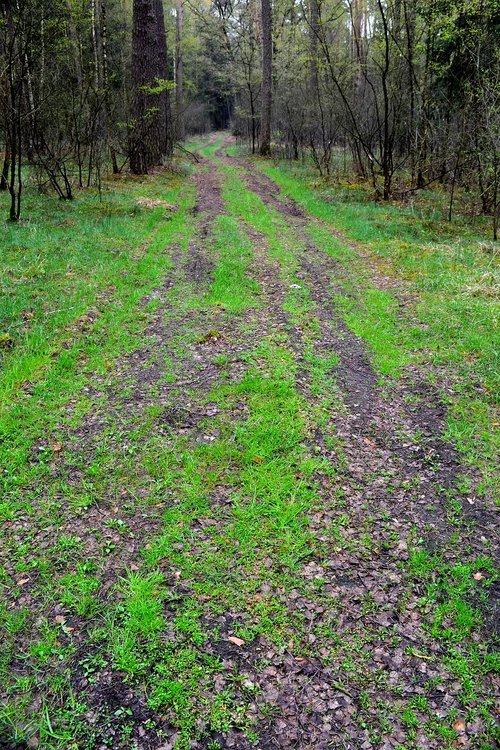 forest  way  tree