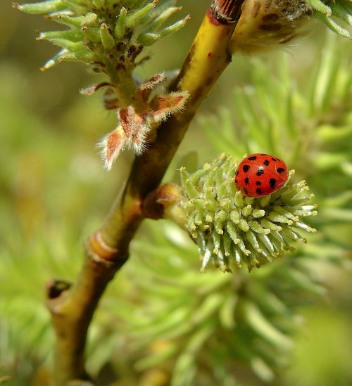 forest  tree  ladybug