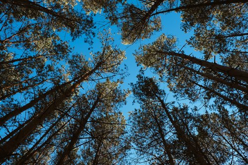 forest  sky  nature