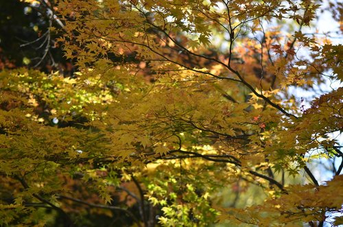 forest  landscape  leaves