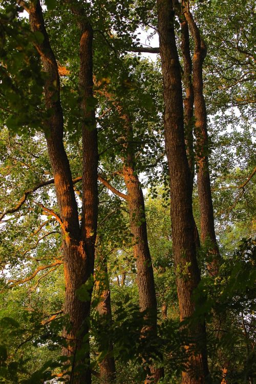 forest trees abendstimmung